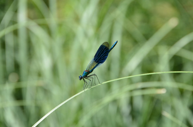 Dragon fly on the pampas