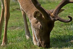 Deer In New Forest 2011