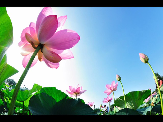Lotus Garden Bug's Life I set my camera on monopod and stuck it forward