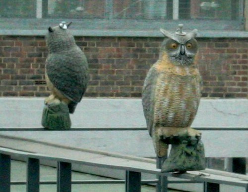 Owls at Wembley Park station