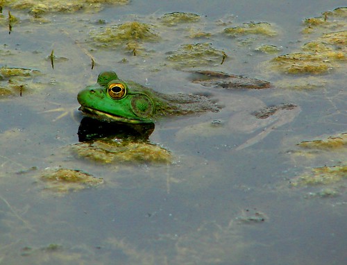 Iowa frog cousin