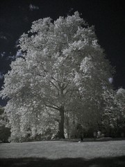 Infrared Riverdale 2011/07/31