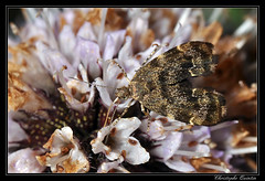 Lepidoptera/Chloreupidae