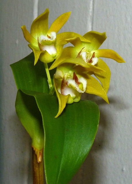 Dendrobium fleckeri species orchid