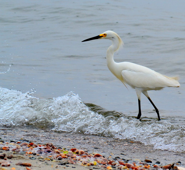 Egret in the Rain, Silver Sands State Park, Milford, CT