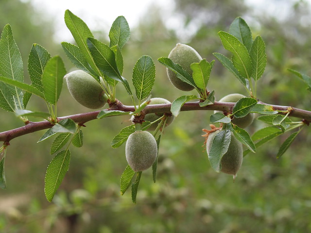 Prunus dulcis (Mill.) D. A. Webb - Almond