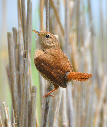 Wren perched on reed