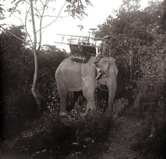 Elephant_jungle