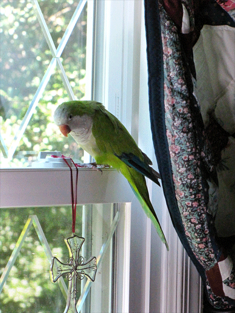 Sneaky-Quaker-Parrot-(animated-GIF)