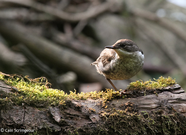 Young Dipper