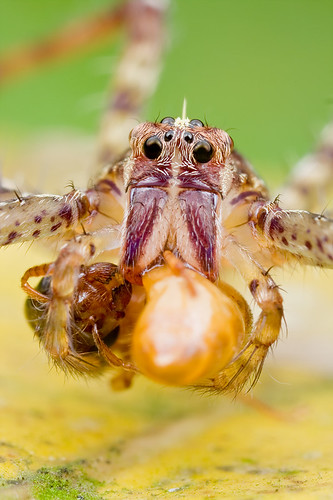 nursery web spider with wasp prey IMG_8472 copy
