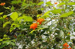 Lamiales - Verbenaceae