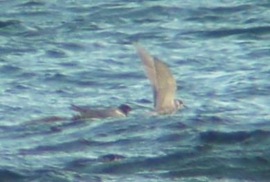 Black Terns (adult and first-summer).  Ten Mile Point, Victoria, BC, 30 June 2011