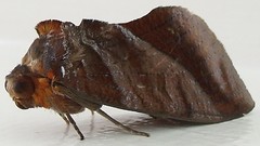 Erebid moth (Eudocima homaena)