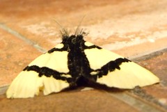 Lymantrid moth (Numenes siletti)