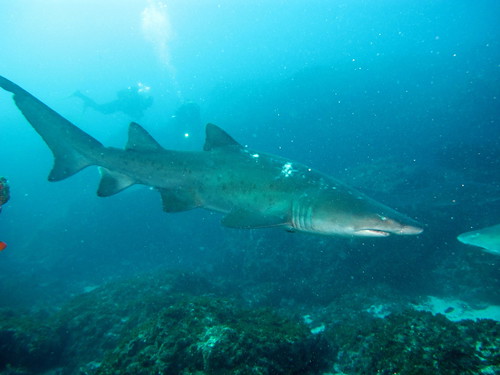 Shark with divers at Aliwal Shoal, KwaZulu-Natal, South Africa