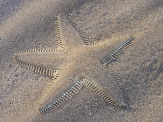 Astropectinidae>Astropecten Sea star 39