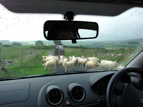 sheep in the road