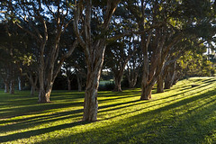 Centennial Park, Sydney - 2011.07.10