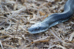 Northern black racer (coluber constrictor constrictor)