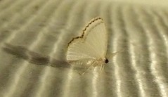 Geometrid Moth (Comostola sp.)