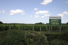 Barnsole Vineyard - 24 July 2011