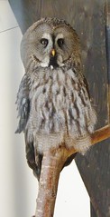 International Bird of Prey Centre,Newent