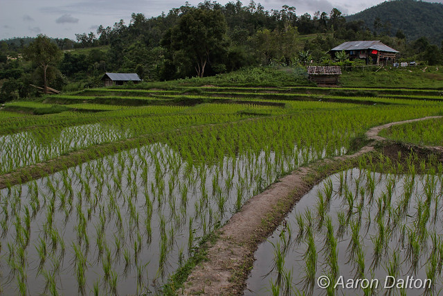 Terraced Rice Paddy Farm