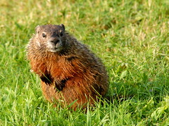 Woodchucks, Groundhogs