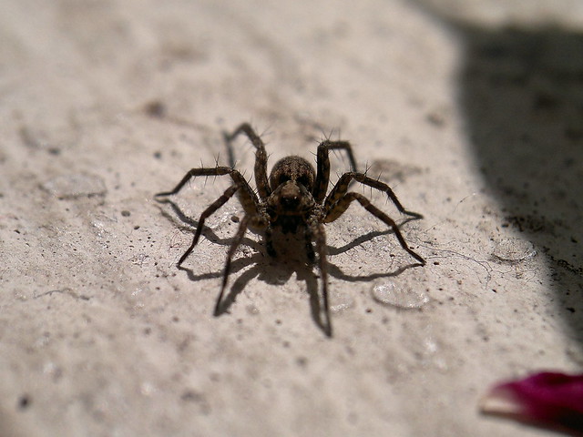 spider macro by my Nokia N8