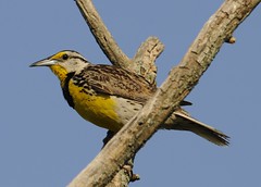 Eastern Meadowlark - Sturnella magna