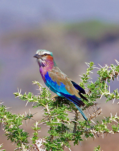 Lilac Breasted Roller 1 by masaiwarrior