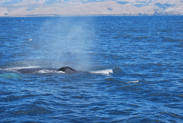 whale blow holes