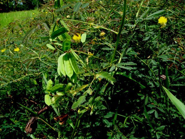 Neptunia oleracea image