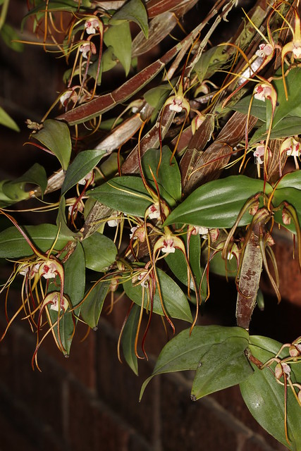 Tetrabaculum tetragonum (syn Dendrobium tetragonum) 2011-07-12 03