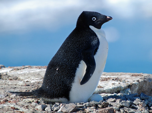 Adelie Penguin, Petermann Island, Antarctic Peninsula by Terathopius