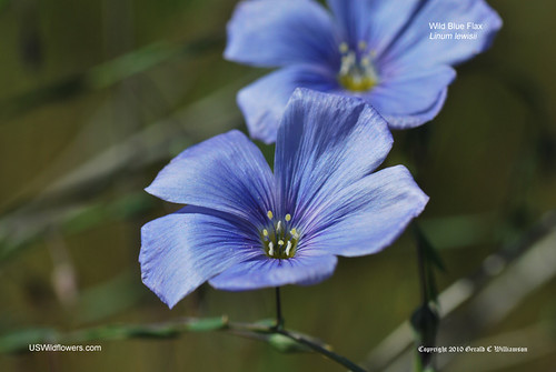 Wild Blue Flax - Linum lewisii