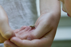 20110716 - Spring Peeper (Tree Frog)