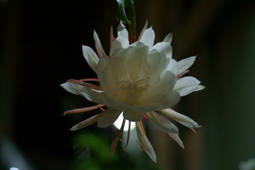 Night flower (Epiphyllum oxypetalum)