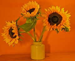 sun(flower)set