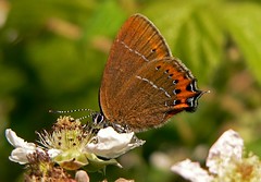 hairstreaks and coppers