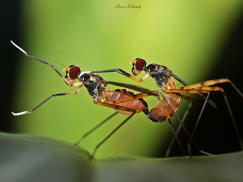 stilt legged flies (micropezidae)