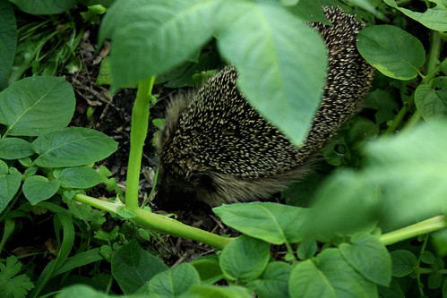 Hedgehog in the potato patch