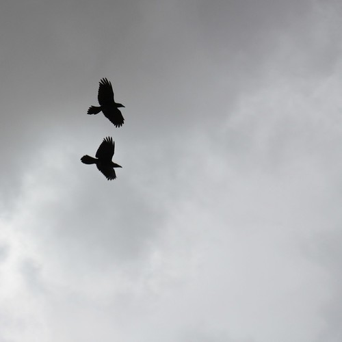 Ravens over Bryce