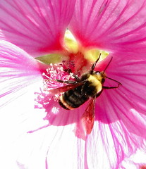 close up Bees