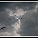 Swifts in a stormy sky