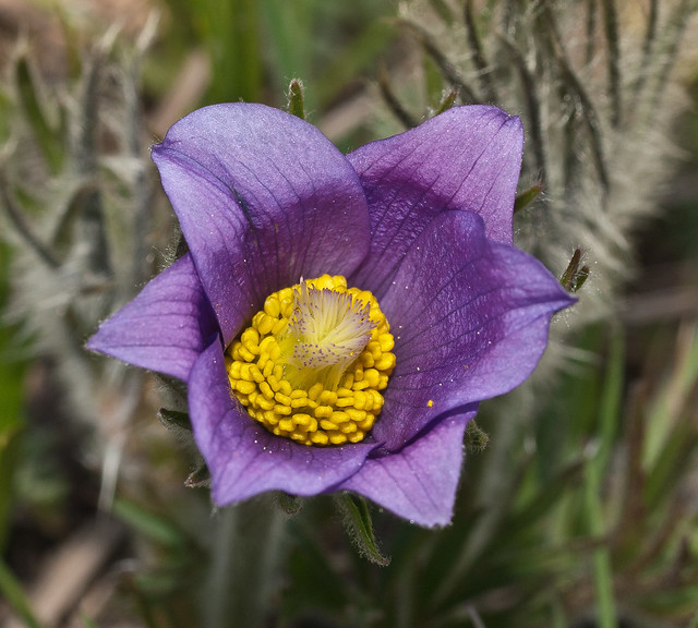 Pictures Of American Pasque Flower 31