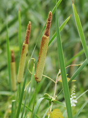 Typhaceae　ガマ科