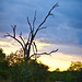Dead tree and gravel road in Kruger National Park