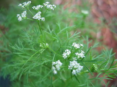 Apiaceae or Umbelliferae (Parsley or Carrot family)